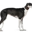 아름다운동물병원 이미지