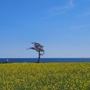 호미곶관광단지 | 포항 호미곶 유채꽃밭에서 즐기는 봄 산책 | 구룡포 가볼만한곳(25.3.30개화 기준)