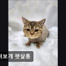 들려보개 펫살롱 네이버블로그