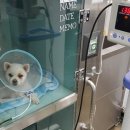 대치수동물병원 이미지