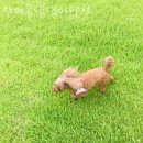 찬여울 댕댕이 동행펜션 | 강원도계곡펜션 찬여울댕댕이펜션 서울근교계곡 찾는다면 7뤌여행지로 여기 추천!