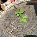 약산초등학교 이미지