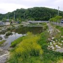 강진반점 이미지