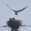 나주에 황새가? 어디서 나타난 황새일까? 이미지