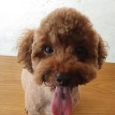 미사마이펫동물병원 이미지