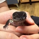 쥬쥬동물병원 이미지