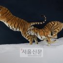 호랑이약품 서울신문