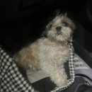 그린힐스크린골프장 | 영흥도 그린힐 골프&amp;캠프(영흥도 캠핑펜션 애견동반 풀빌라)1박2일