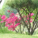 세계명견 감곡켄넬 이미지