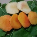 산골복숭아농장 이미지