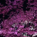 양재천 수변무대4 이미지