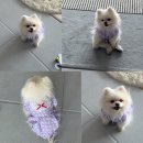 명견 | 안산애견용품 안산펫마트 종류가 다양하고 많은 펫마트 안산점