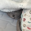 북부동물병원 - 보성군 송재로 1829-11 | 무거동 고양이 동물병원 후기｜원헬스에서 상혁이 췌장염 입원·진료 경험