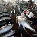 한국에서 필리핀 다바오에 들여와 조업준비중인 참치잡이 어선. 이미지