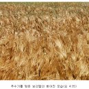 (8) 예수 공생애 3년 연대기의 난제(넉달 추수기와 三日三夜(72시간)의 의문?) 이미지