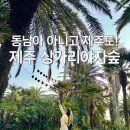 생명나무숲 | 제주 서쪽 가볼만한곳｜상가리야자숲 입장료 주차 포토존 후기