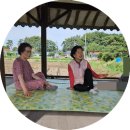 명당연향 연잎 한국인의 밥상 촬영했어요.