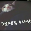 냥아치냥
