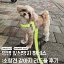 멍그린 | 멍템 강아지 하네스 : 소형견 앞섬방지 목줄 리드줄 내돈내산 후기
