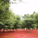 영광 불갑산상사화축제 Daum카페