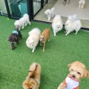 그루밍제주 이미지