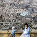 수성바른약국 | 4월 한달은 꽃구경으로 가득했다 🌸 21주-26주 임산부 일상, 창원 꽃명소(진해 벚꽃축제 / 마산 가포...