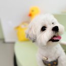 휴멍애견유치원 이미지