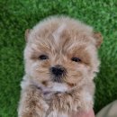 강아지사랑 | 부천 강아지분양후기, 사랑스러운 반려견 맞이 여정 이야기