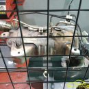 유행크리닝 이미지