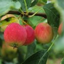 일성지리산콘도미니엄 이미지