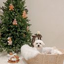 모모티디 독 쌀롱 반려견 미용 계림점 이미지