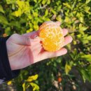 달제주 | 제주 표선 귤따기체험농장 달제주 방문후기
