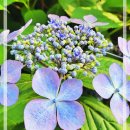 산지당골 앞 네이버블로그