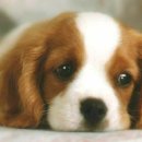 예뿐강아지 이미지