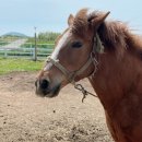 새별목장 이미지