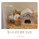 골든햄스터분양 탬펫 강남점 | 햄스터를 분양받고 싶다면? #햄스터분양 #탬펫 강남점 후기(위치, 주차)