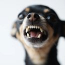 FOR YOU DOG 네이버블로그