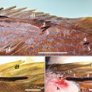 붉바리 (Epinephelus akaara)의 요각류 Lernaeenicus ramosus기생 이미지
