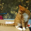 냥이파파 이미지