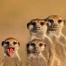 아이스컴퍼니 이미지