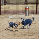 덕수공원반려견놀이터 이미지