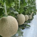 담양 반딧불 이미지