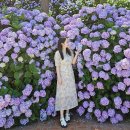 동산테크(주) | 거제 수국 명소 저구항 수국동산 실시간 후기