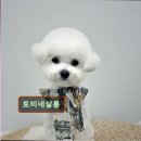 토비네 살롱 이미지