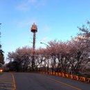 남한산성 벚꽃드라이브 후기(250413)