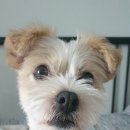 오늘도, 이쁘개 이미지