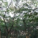 멕시칸동부보성점 이미지