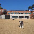 대학동물병원 | 강아지 설사 혈변 피똥 노견 무리한 산책 후유증 2탄 장염 경북대학교 수의과대학 부속 동물병원 진료 후기