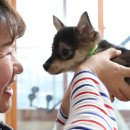 댕댕스토리 이미지