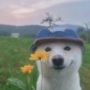 포레제이 이미지